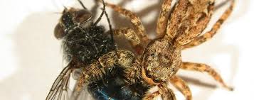 Join to listen to great radio shows, dj mix sets and podcasts. Abteilung Arthropoda Zfmk Zoologisches Forschungsmuseum Alexander Koenig