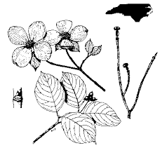 You can use the filters to further narrow your search. Plant Information Center Nc Trees Flowering Dogwood