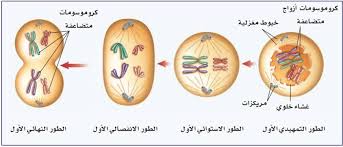 ورق عمل درس انقسام الخلية وتكاثرها مادة العلوم الصف الثالث متوسط الفصل الدراسى الثانى 1441