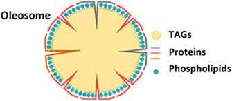 Maybe you would like to learn more about one of these? Structure And Functions Of Oleosomes Oil Bodies Sciencedirect