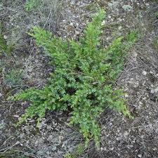 Image result for Juniperus