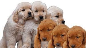 Puppies should eat about three cups of food a day and adults three to five cups, depending on the. Puppy Buying Guide Minnesota Dark Red Golden Retriever Puppies For Sale Mn Pet Referred Blog