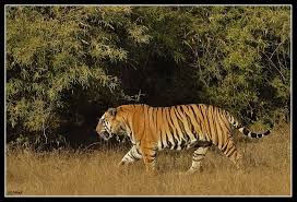 Tigers Are The Largest Member Of The Cat Family Amazingfact Tigers Are The Largest Members Of The Cat Family And Are Renowned For Their Power And Strength Look At Thi Cat Family Jim Corbett National Park