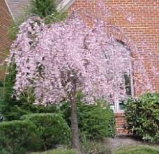 If you live in a very cold climate, cherry shrubs may be your only option. 13 Dwarf Weeping Cherry Tree Ideas Weeping Cherry Tree Cherry Tree Tree