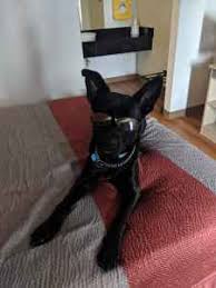 We did not find results for: Stud Dog Black Lab German Shepherd Mix Breed Your Dog
