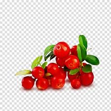 Fruit Berry Plant Lingonberry Food Watercolor Paint Wet Ink Natural Foods Arctostaphylos Uvaursi Cranberry Cherry Transparent Background Png Clipart Hiclipart 4,132 transparent png illustrations and cipart matching cranberry. fruit berry plant lingonberry food