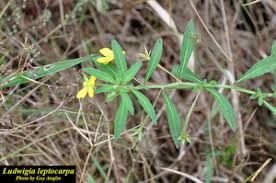 Image result for Ludwigia leptocarpa