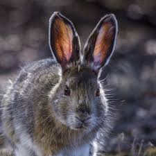 snowshoe hare national geographic