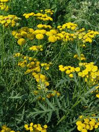 Image result for Ageratinastrum palustre