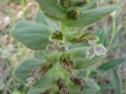 Image result for Equilabium viphyense