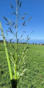 Image result for Eragrostis phyllacantha