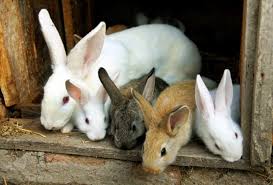 However, most of the time large litters carry 14 kits. At What Age Can You Separate Baby Rabbits From Mother