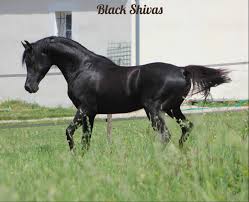 Black And Arabian Mix Pur Sang Arabe Noir Beautiful Arabian Horses Black Stallion Arabian Horse