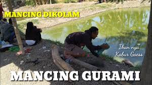 Mancing Gurami Di Kolam Pancing Alami Surabaya Mancing Kiloan Youtube