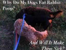 What Should I Do If My Dog Ate Rabbit Poop Pethelpful