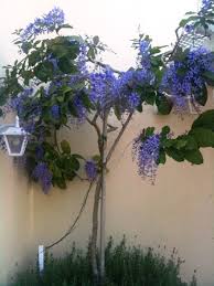 Image result for Petrea volubilis