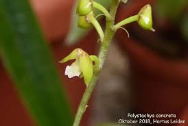 Image result for Polystachya golungensis