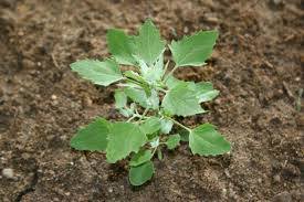 There are other noxious weeds that aren't on this list that are also problematic, such as johnsongrass. Common Garden Weed Identification Pictures Descriptions The Old Farmer S Almanac