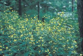 Image result for Cyphostemma lynesii