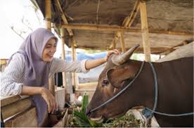Ucapan idul adha untuk keluarga. Syarat Qurban Di Hari Raya Idul Adha Sesuai Hadist Kumparan Com