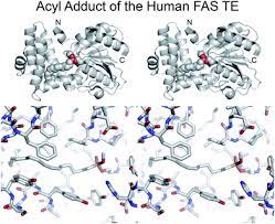 Polynesiensis transcriptome included 5 te domains present in modular pkss and 15 discrete te domains. The Structures Of Type I Polyketide Synthases Natural Product Reports Rsc Publishing