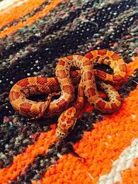 Fancy Corn Snake Cobras