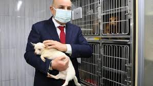 ankara da el konulan 77 kopegi sahiplenmek icin rekor basvuru 5 gunde 3 bin 298 kisi son dakika flas haberler hayvan barinagi kopek kedi