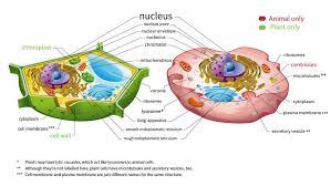 There are also ribosomes attached to the nuclear envelope. Here S How Plant And Animal Cells Are Different Howstuffworks