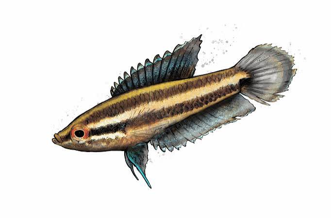 Bintan gourami | Citizen Conservation