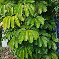 Image result for Araliaceae