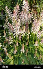 Image result for Hyacinthaceae