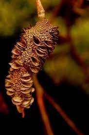Banksia Seed Pod Seed Pods Seeds Planting Flowers