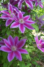 Vines can do what no other plant can: Clematis Starburst Pruning 2 Blooming Season Summer Spring Zones Zone 4 Zone 11 Light Requirement Full Sun Partial Sh Climbing Roses Clematis Vine Clematis