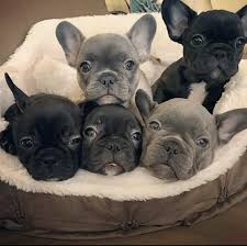 Use the search tool below and we recommend you rescue a french bulldog (or any dog) before you buy a puppy from a breeder. French Bulldog Puppies For Sale Atlanta Ga 292615