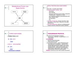 Umumnya, glikoprotein diproduksi sebagai modifikasi cotranslational atau posttranslational dalam proses yang oleh karena itu. Metabolisme Protein Dan Asam Amino Ppt Download