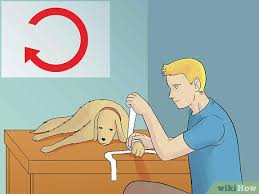 Maybe you would like to learn more about one of these? How To Wrap A Dog Paw 11 Steps With Pictures Wikihow