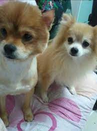 Dog boarding near me prices. Macau Dog Boarding Prices Reviews Petbacker