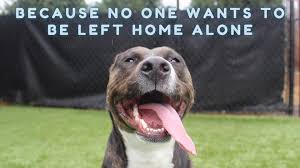 Dog and cat boarding in hadley, ma. Wagging Tails Pet Resort Home Facebook
