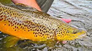 Our destination outfit is located in the heart of fort smith, montana less than a mile from the. Bighorn River Fly Fishing Video Youtube