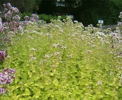 Ground oregano for sale in bulk from spice jungle. Hetty S Herbs Plants Oregano Golden French Hetty S Herbs Plants