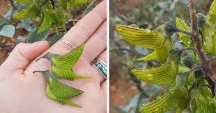 We did not find results for: This Flower S Petals Look Like Hummingbirds Bored Panda