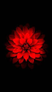 Iphone Red Lotus Flower Iphone Wallpaper Flower Phone Wallpaper Red Flower Wallpaper