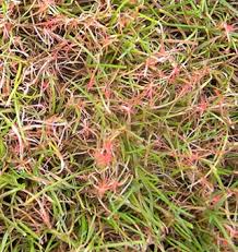Red Thread Lawn Disease Tablon