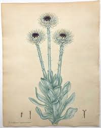 Xeranthemum Speciocissimum Largest Flowering Everlasting Flower Henry Andrews Botanical Engraving Original Hand Colouring Circa 1800 Antique Botanical Print Everlasting Flowers Plant Illustration