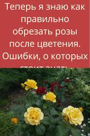 как избавиться от раздражения после бритья в зоне бикини Pin Na Doske Sadovye Idei