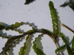 Image result for Potamogeton crispus