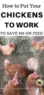 They won't eat bees or bitter bugs like box elder bugs and asian ladybeetles. Put Your Chickens To Work For You Urban Chicken Farming Raising Chickens Raising Backyard Chickens