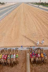 The perfect camel camelrace camelracing animated gif for your conversation. Camel Tracks Stock Photos Offset