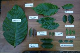 Image result for Coffea salvatrix
