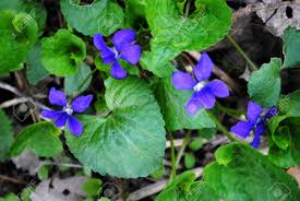 Green leafy plant with purple flowers. Purple Flowers And Bright Green Heart Shaped Leaves The Most Familiar Spring Wildflower Of North American Woods And Fields The Common Blue Violet Stock Photo Picture And Royalty Free Image Image 9525772